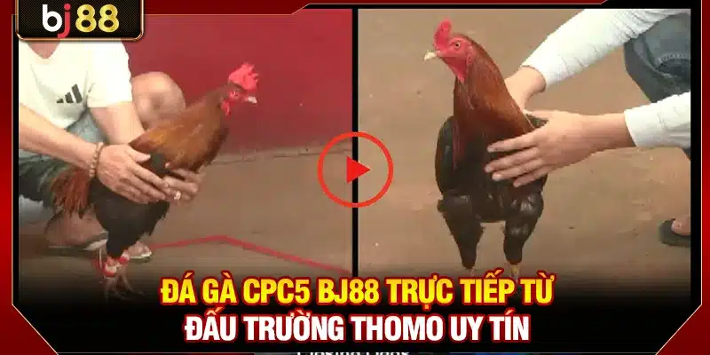 Đá gà CPC5 BJ88 trực tiếp từ đấu trường Thomo uy tín