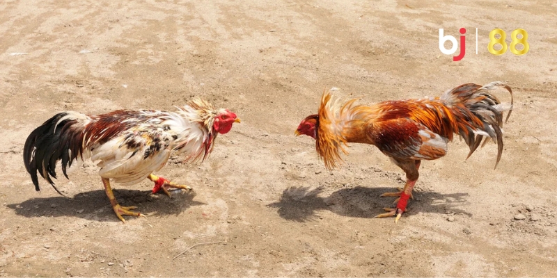 Giới thiệu về đá gà cựa sắt