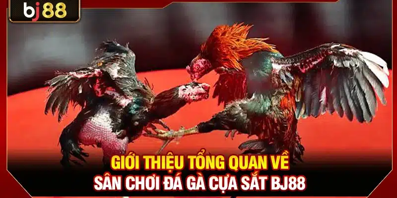 Giới thiệu tổng quan về sân chơi đá gà cựa sắt BJ88